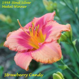 Strawberry Candy - 1998 Stout Silver Medal Winner