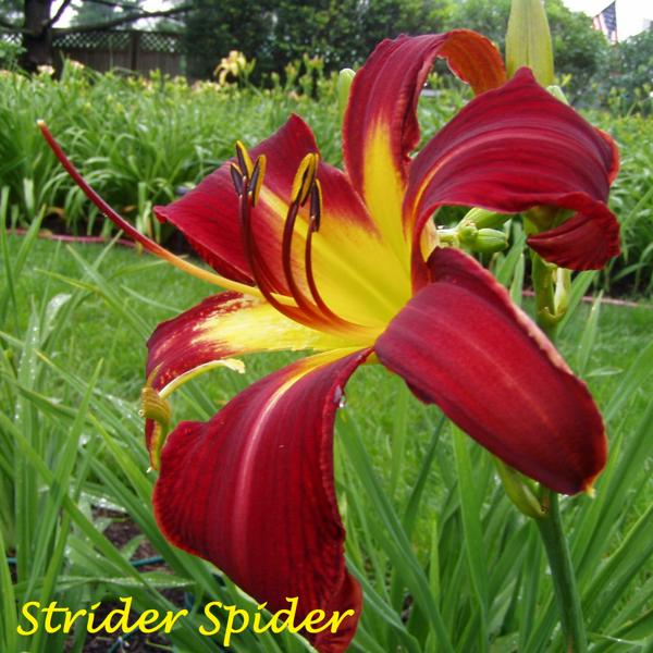 Strider Spider
