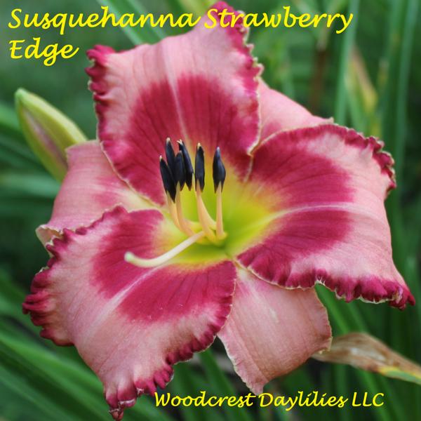 Susquehanna Strawberry Edge