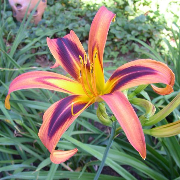 Tigereye Spider