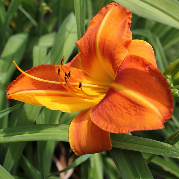 Tuscawilla Tigress