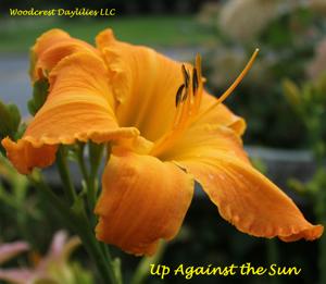 Up Against the Sun*