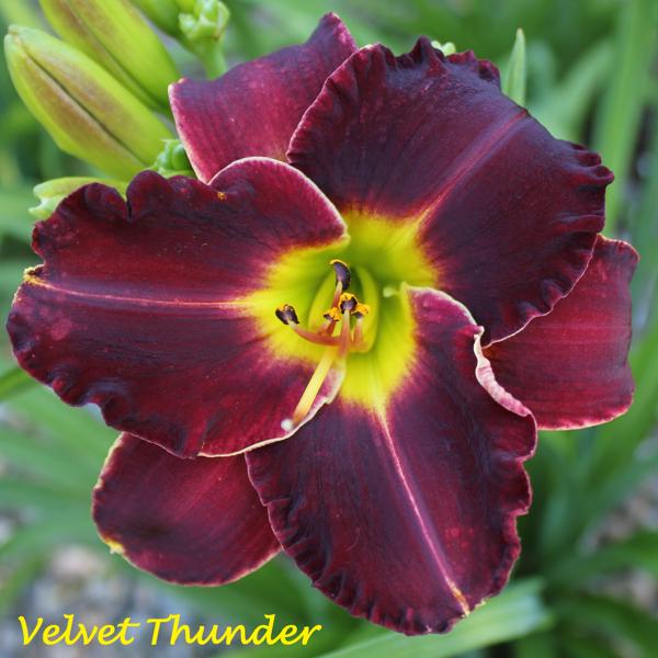 Velvet Thunder