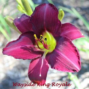 Wayside King Royale*
