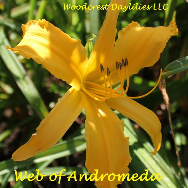 Web of Andromeda