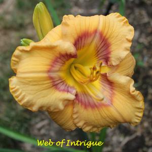 Web of Intrigue*