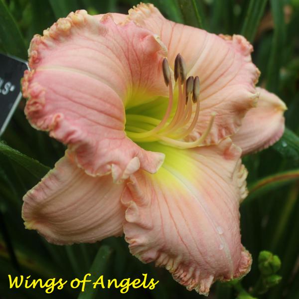 Wings of Angels