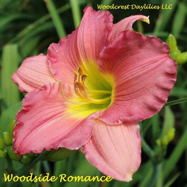 Woodside Romance