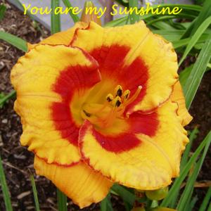 You Are My Sunshine*