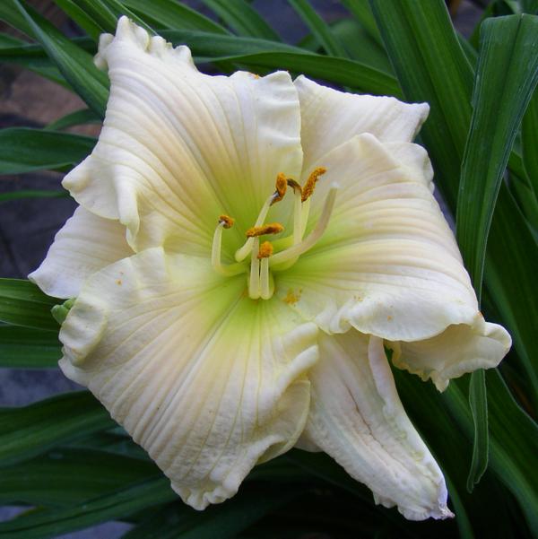 Porcelain Ruffles 001