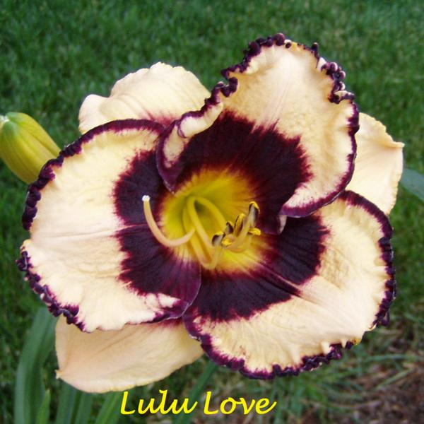 Lulu Love (2)