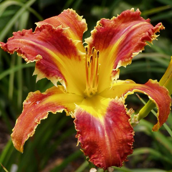 Heavenly Velocirapter 1 (2)