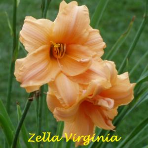 Zella Virginia
