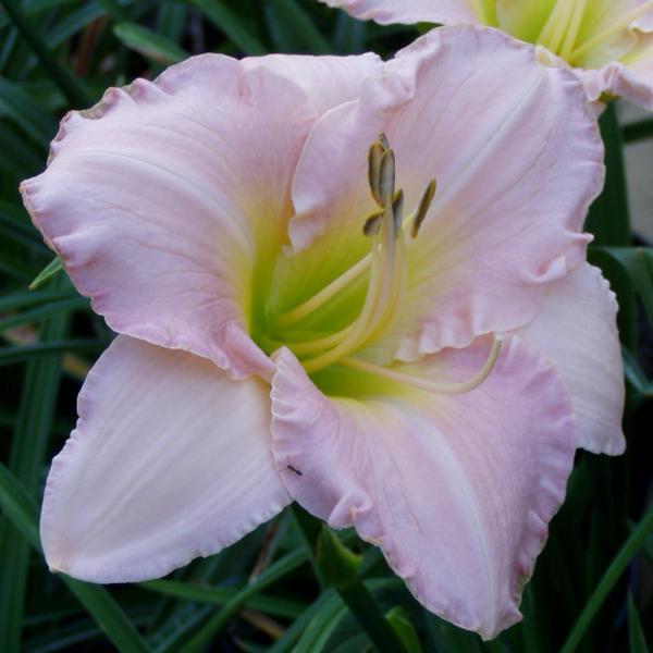 Pewter Pink 2