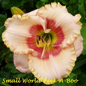Small World Peek-A-Boo*
