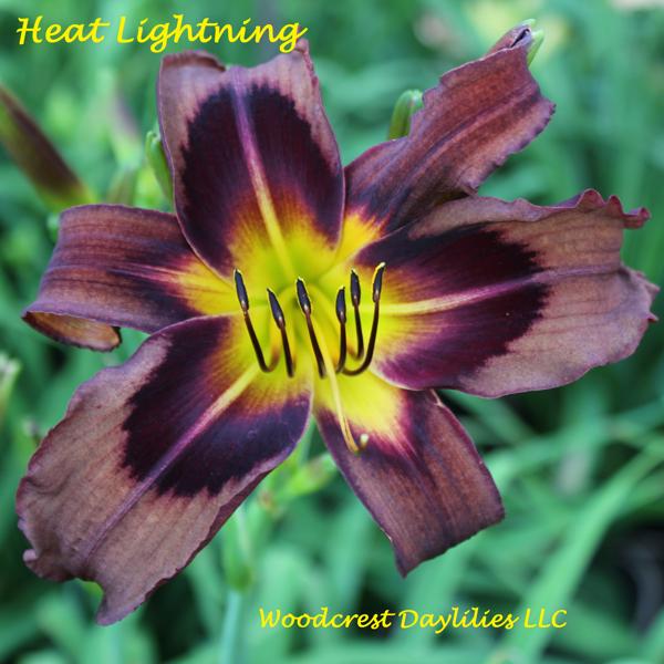 Heat Lightning