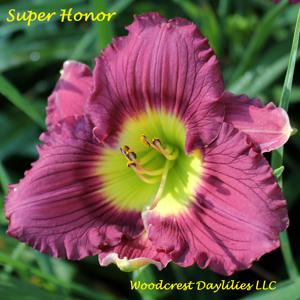 Super Honor