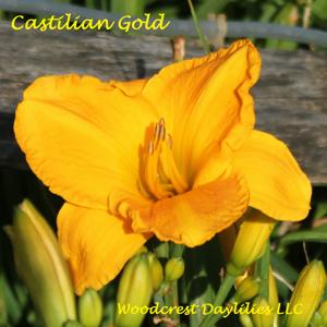 Castilian Gold*