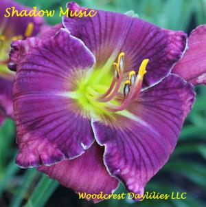 Shadow Music*
