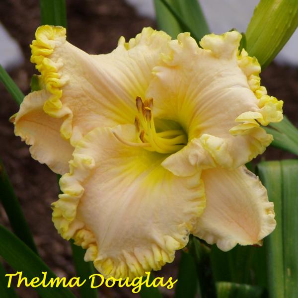 Thelma Douglas