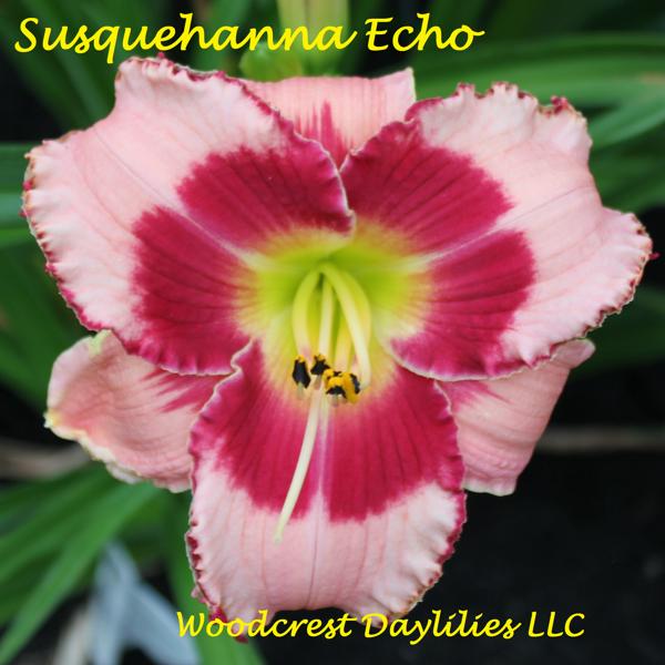 Susquehanna Echo