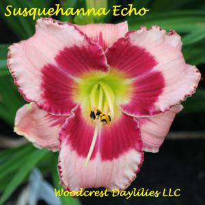 Susquehanna Echo*