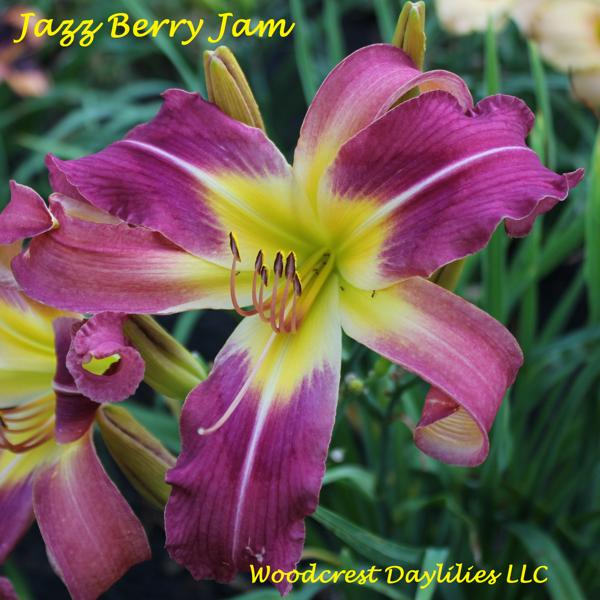 Jazz_Berry_Jam