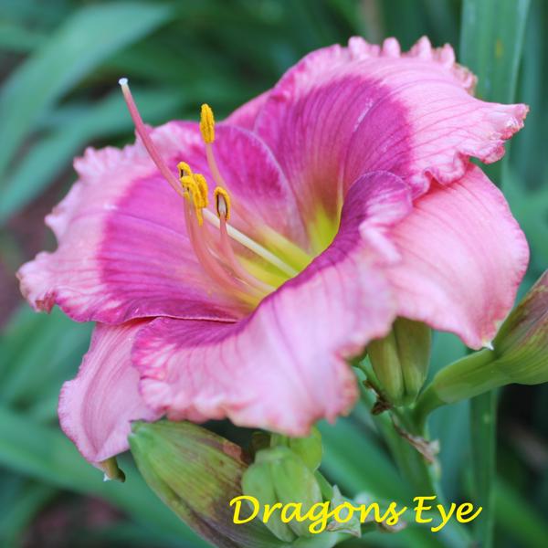 Dragon's Eye