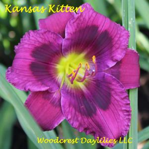 Kansas Kitten