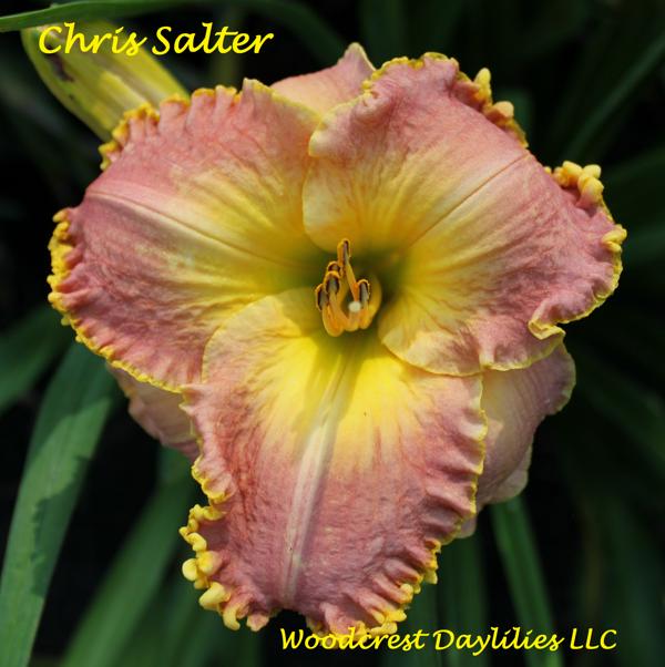 Chris Salter