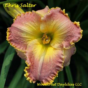 Chris Salter*