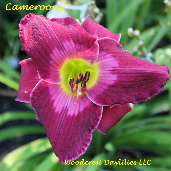 Cameroons