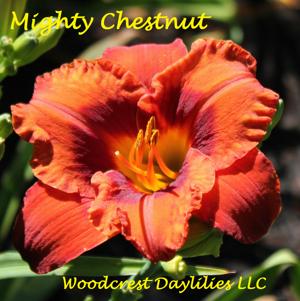 Mighty Chestnut*