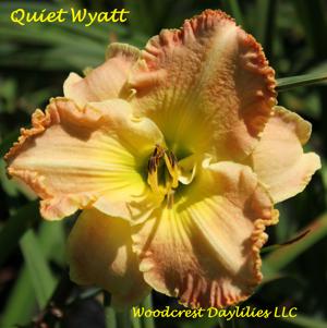 Quiet Wyatt*