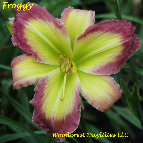 Froggy