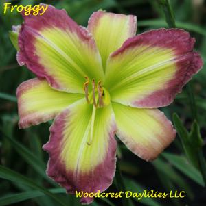 Froggy