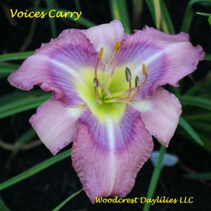 Voices Carry*