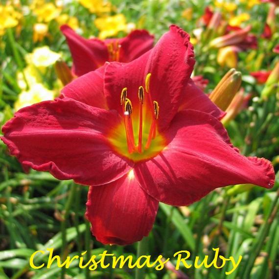 Christmas ruby