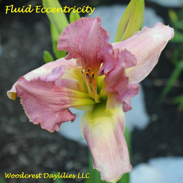 fluid eccentricity