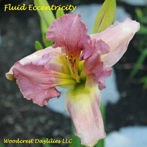 Fluid Eccentricity*