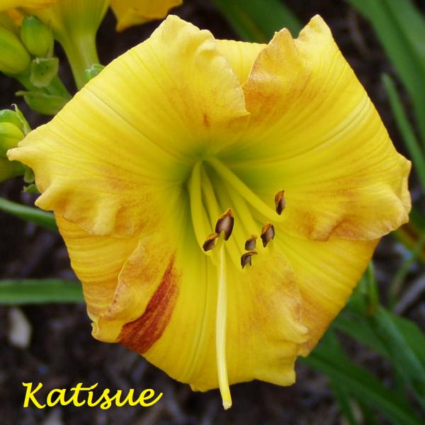 Katisue