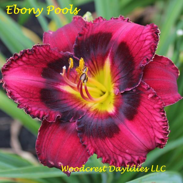 Ebony Pools