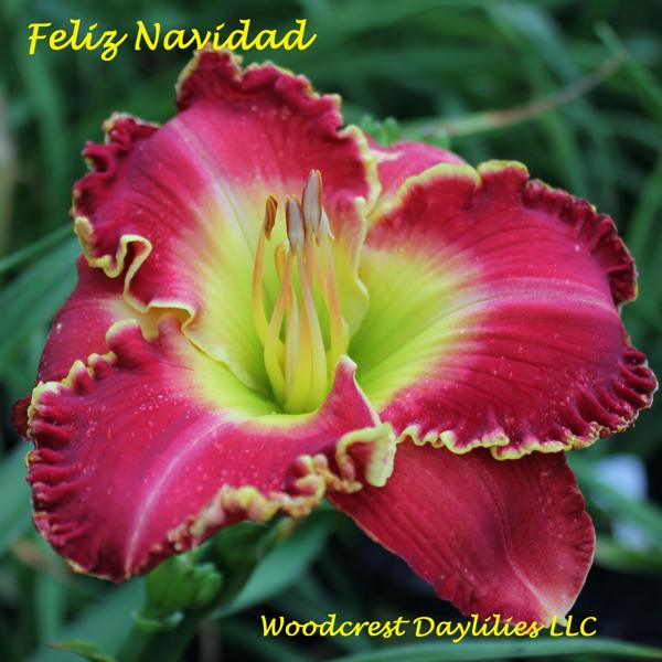 Feliz Navidad