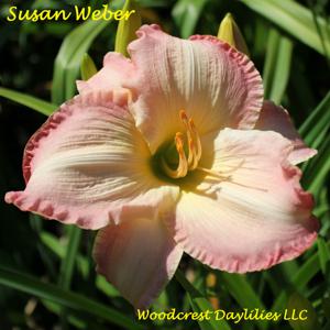 Susan Weber