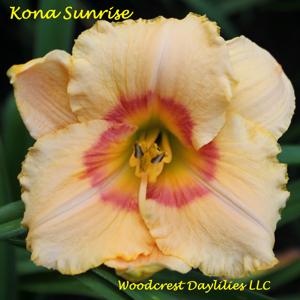Kona Sunrise*