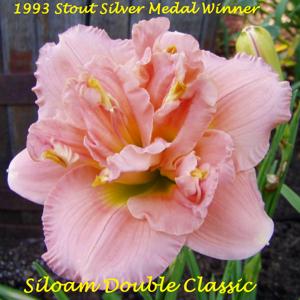 Siloam Double Classic - 1993 Stout Silver Medal Winner