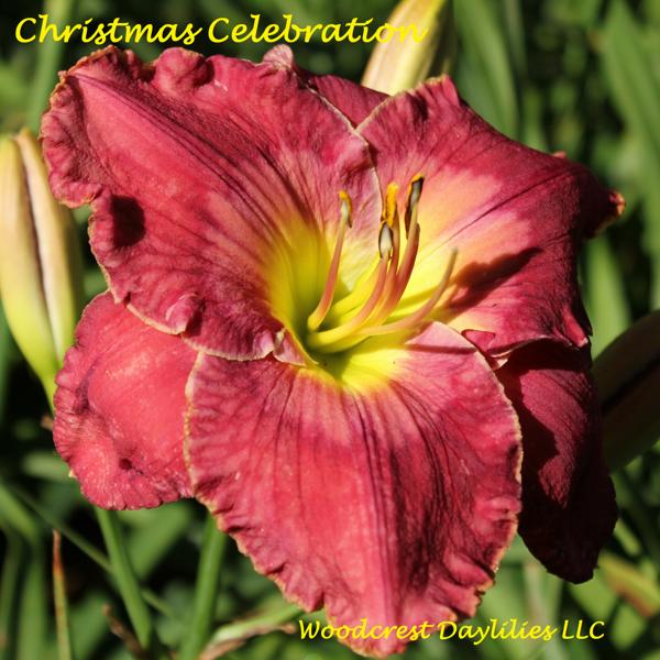 Christmas Celebration