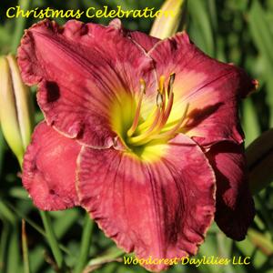 Christmas Celebration*