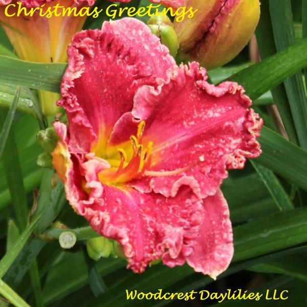 Christmas_Greetings