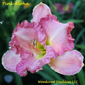Pink Aloha*